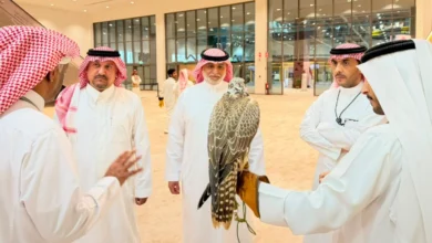 استعدادات مبكرة لمهرجان الصقور بطريف نحو نسخة استثنائية