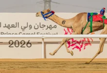 بعد مشاركته في مهرجان ولي العهد للهجن.. الهَبُوب يواصل الاستعداد لموسم ناجح