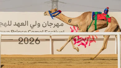 بعد مشاركته في مهرجان ولي العهد للهجن.. الهَبُوب يواصل الاستعداد لموسم ناجح