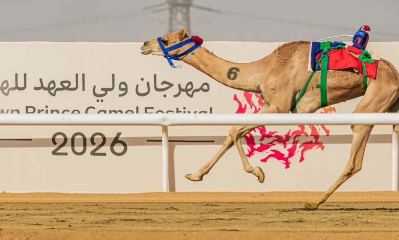 بعد مشاركته في مهرجان ولي العهد للهجن.. الهَبُوب يواصل الاستعداد لموسم ناجح